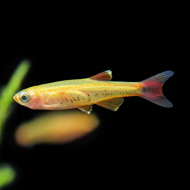 Gold White Cloud Minnow