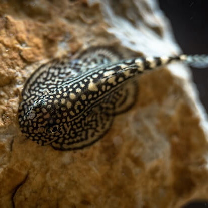Reticulated Hillstream Loach