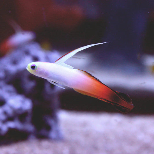 Red Firefish