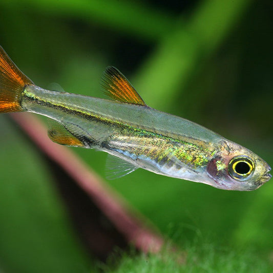 Jelly Bean Tetra