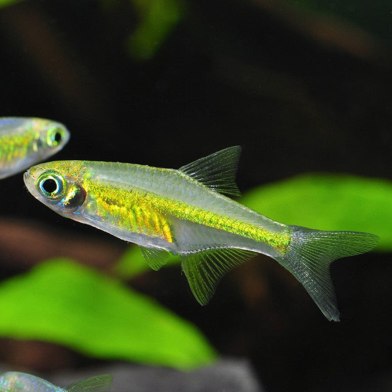 Green Kubotai Rasbora