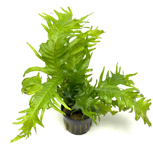 Java Fern 'Lionfish'