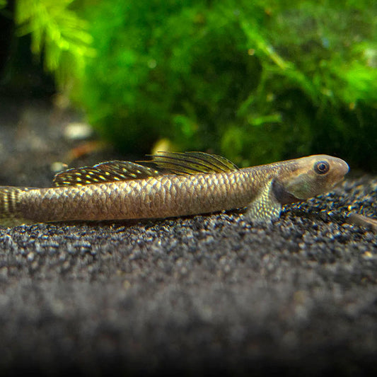 Rainbow Stiphodon Goby