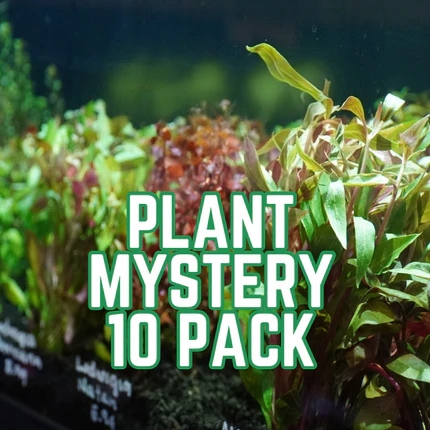 Mystery Plant 10 Pack