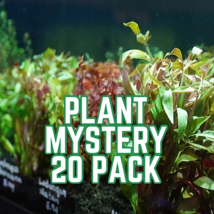 Mystery Plant 20 Pack