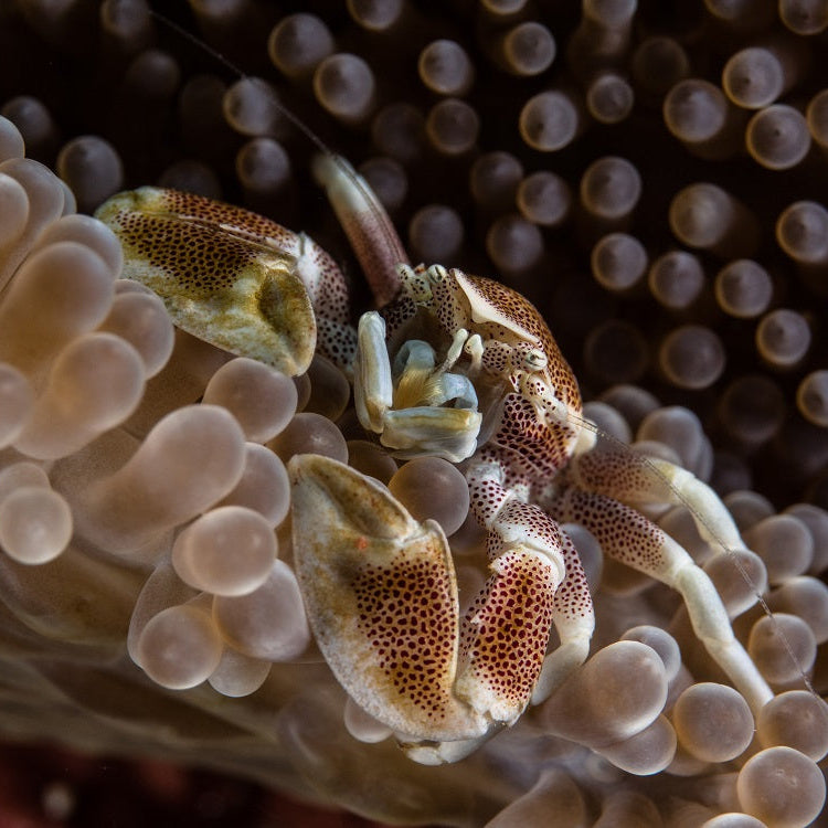 Porcelain Crab