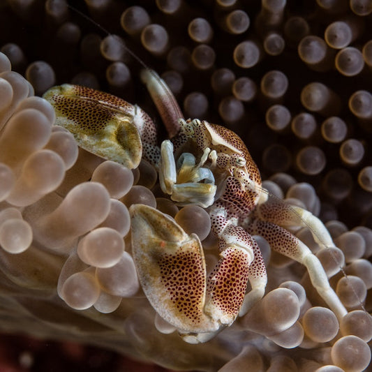 Porcelain Crab