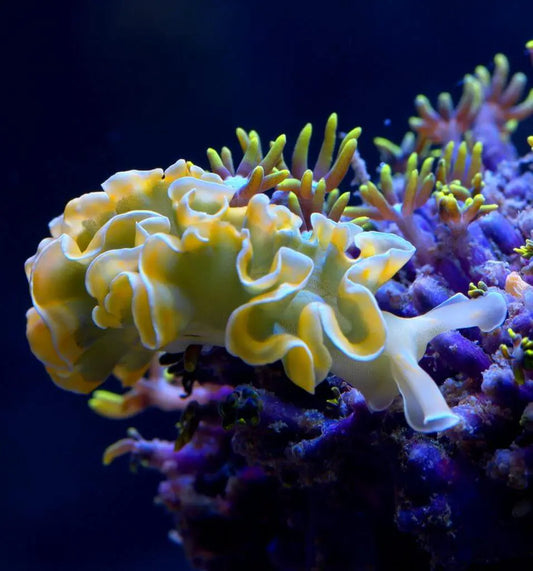 Lettuce Nudibranch