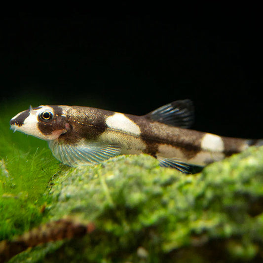 Panda Loach