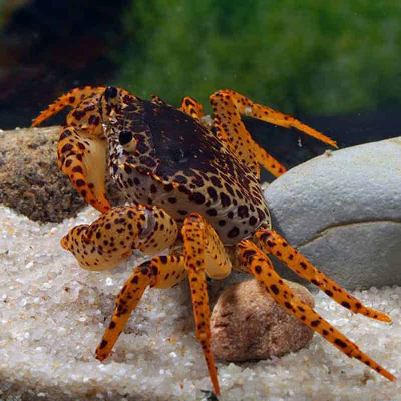 Panther Crab