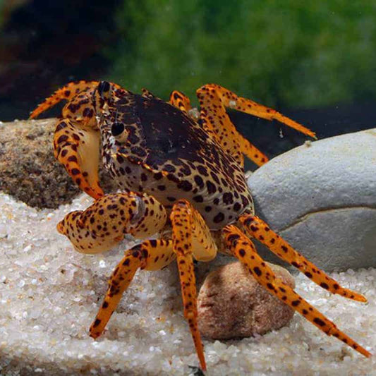 Panther Crab