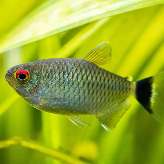 Red Eye Tetra