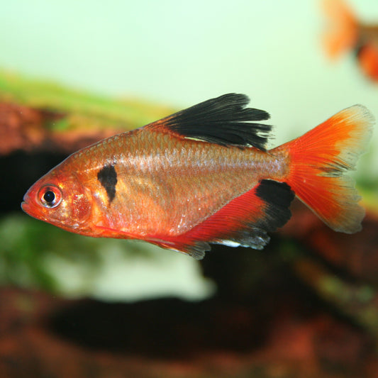 Hi Fin Serpae Tetra