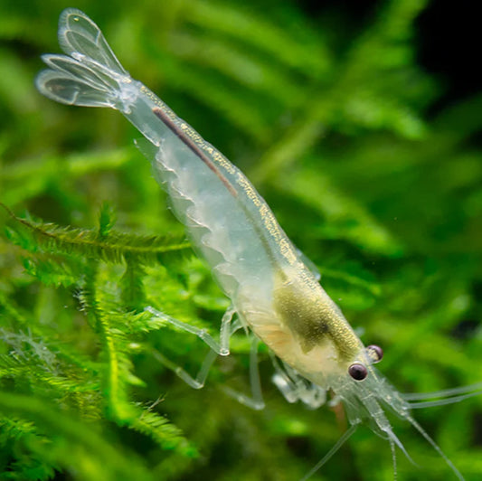 Snow Amano Shrimp
