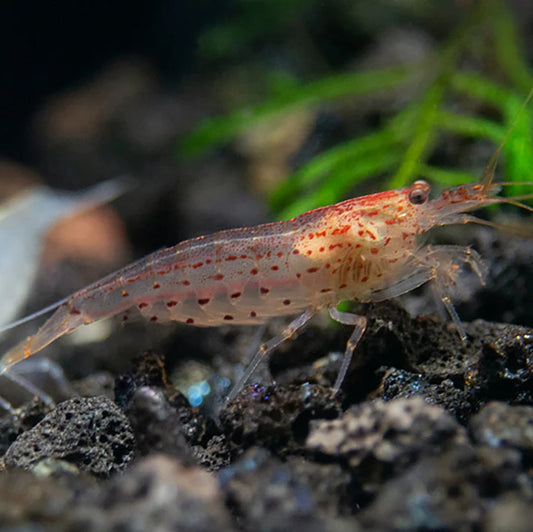 Sun Orange Amano Shrimp
