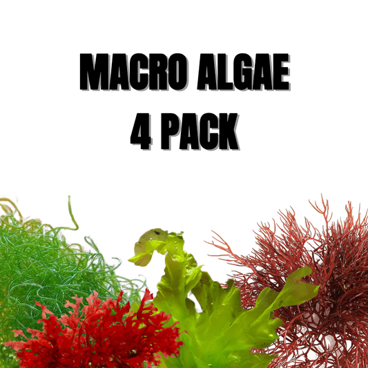 Macro Algae 4 Pack