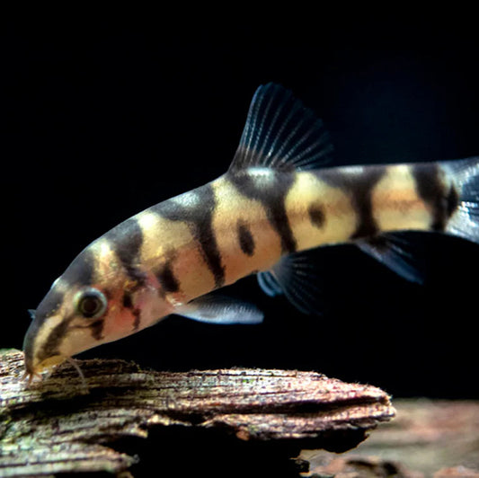 Yoyo Loach
