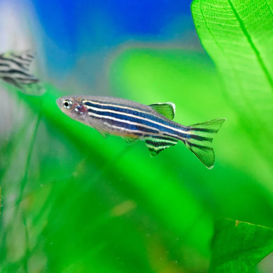 Zebra Danio