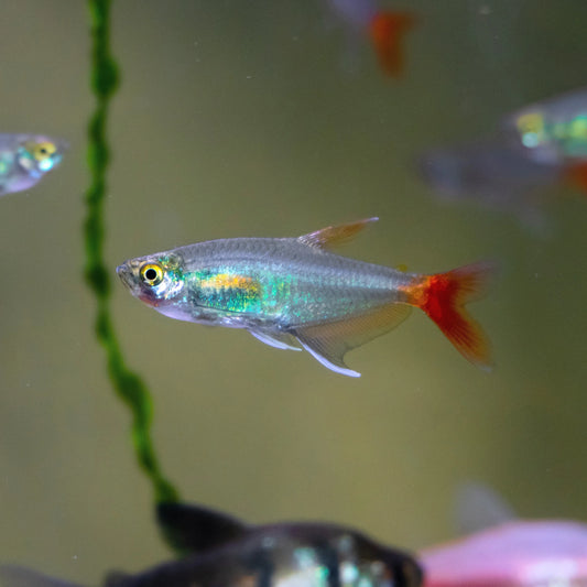 Glass Bloodfin Tetra
