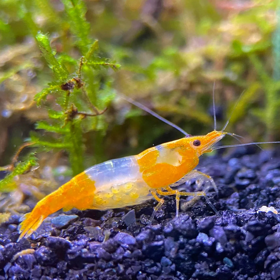 Orange Rili Shrimp