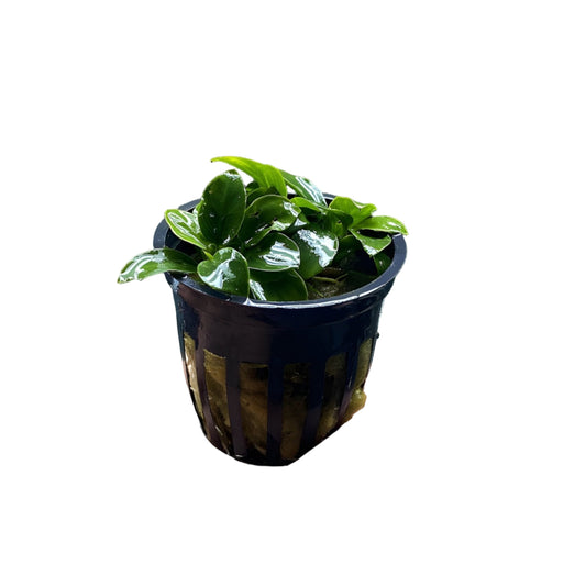 Anubias Nana Petite