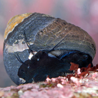 Margarita Snail