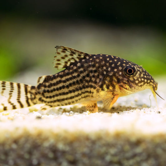 Sterbai Corydora Catfish