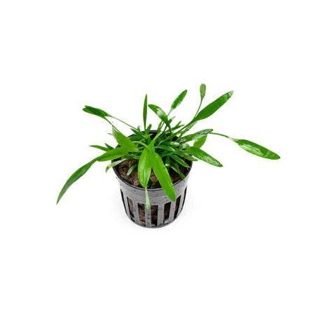 Cryptocoryne Lucens