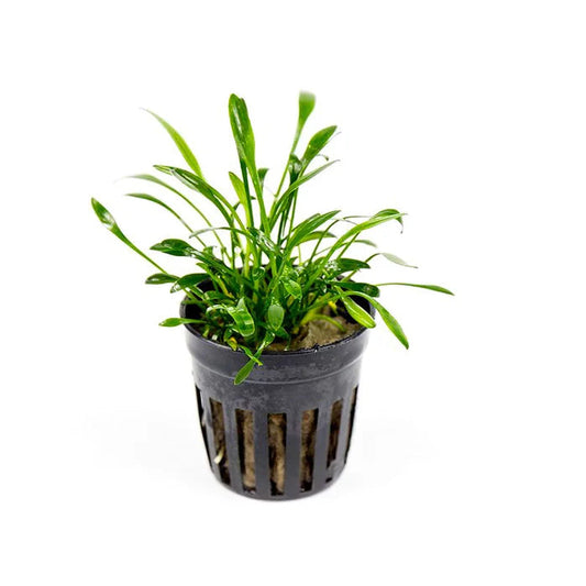 Cryptocoryne Parva