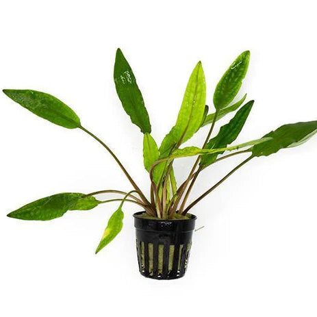 Cryptocoryne Sri Lanka