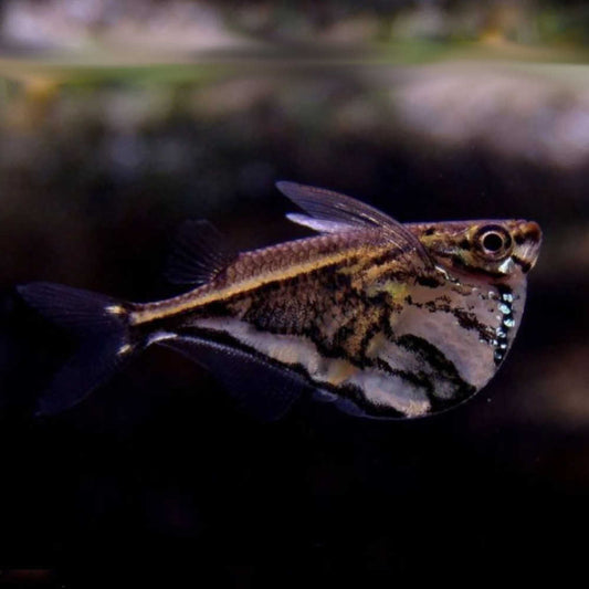 Marble Hatchetfish