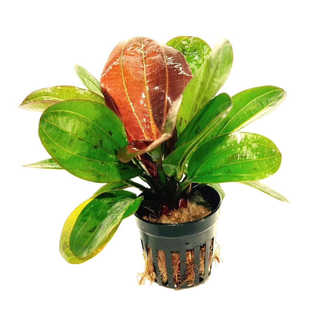 Red Hadi Pearl Sword