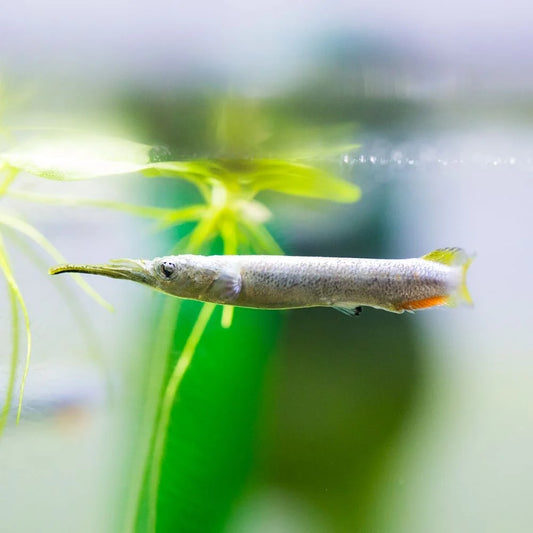 Metallic Halfbeak