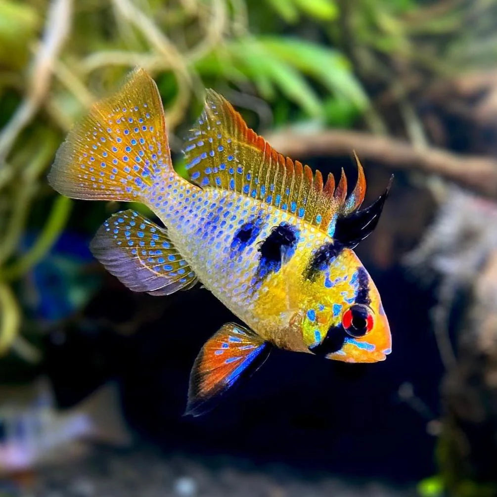 Blue Ramp Fish German Blue Ram Cichlid – Aquarium & Reptile Depot