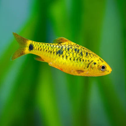 Gold Barb