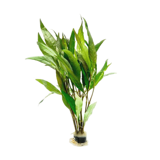 Hygrophila Angustifolia Rubra