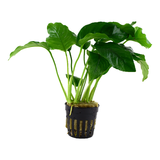 Anubias Barteri Nana Tall