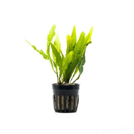 Java Fern