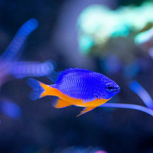 Azure Damsel