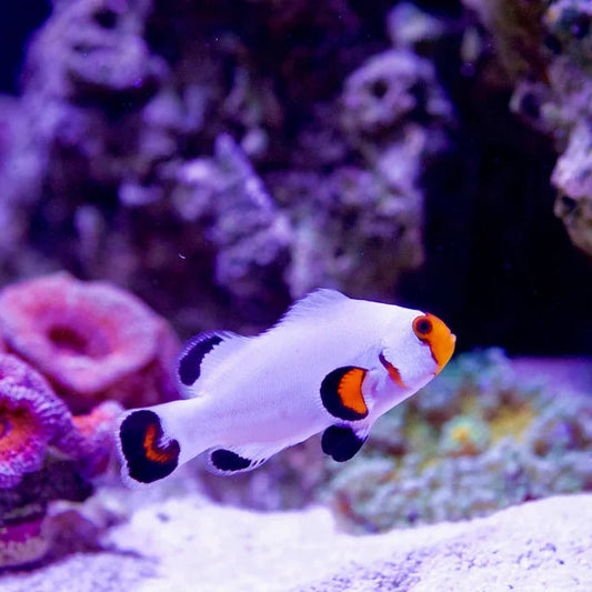 Wyoming White Ocellaris Clownfish