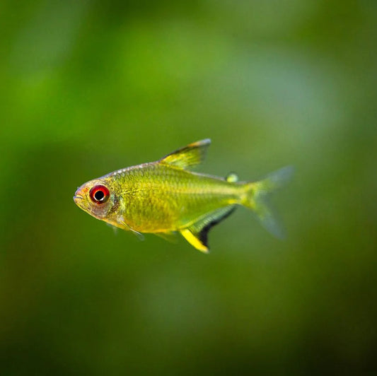 Lemon Tetra