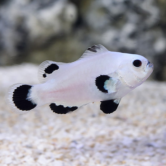 Snowstorm Ocellaris Clownfish