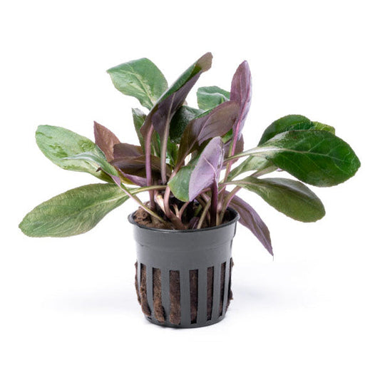 Lobelia Cardinalis Gigantea