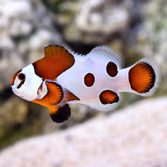 Mocha Storm Ocellaris Clownfish