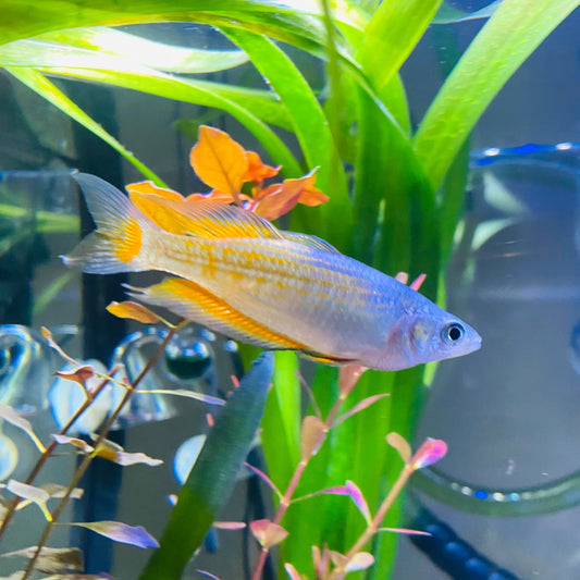 Parkinsoni Rainbow
