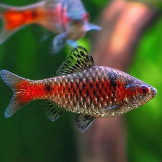 Odessa Barb
