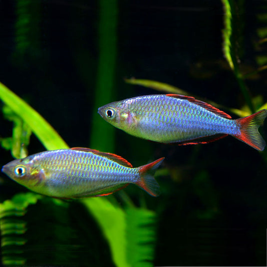Dwarf Praecox Rainbow