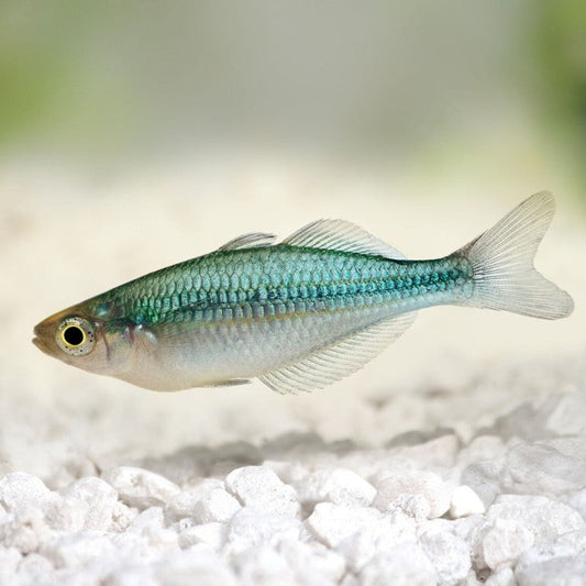 Turquoise Rainbow