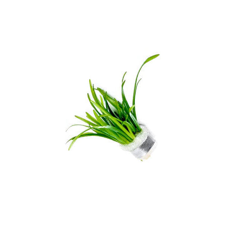 Dwarf Sagittaria