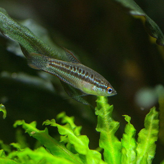 Pygmy Sparkling Gourami